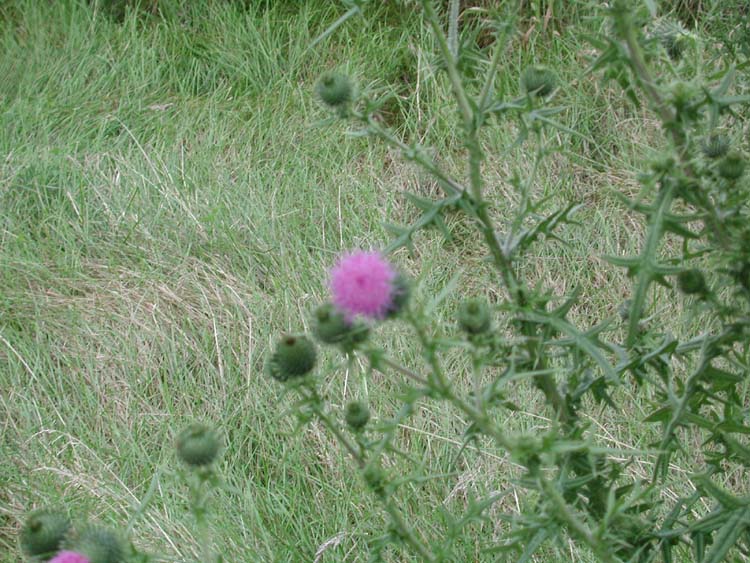 Bull Thistle.jpg 103.7K